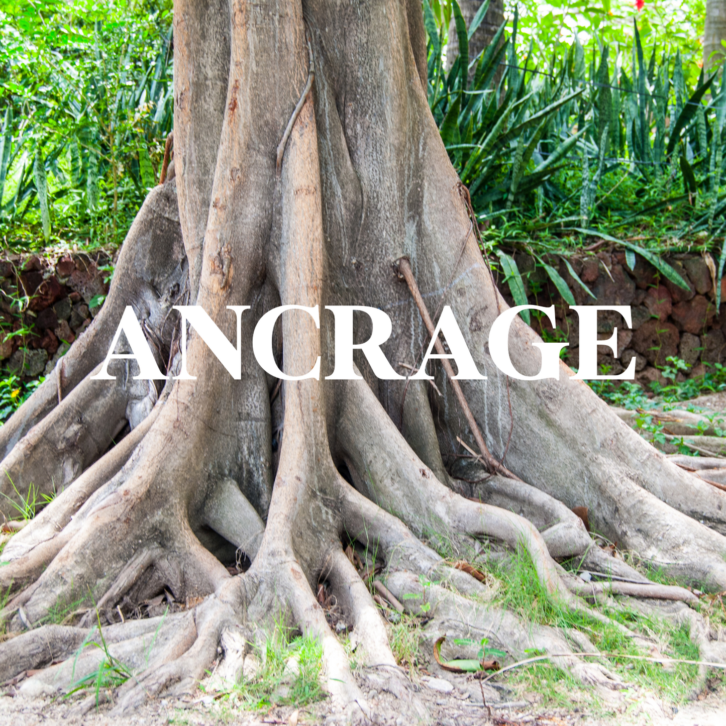 CHAKRA RACINE - ANCRAGE